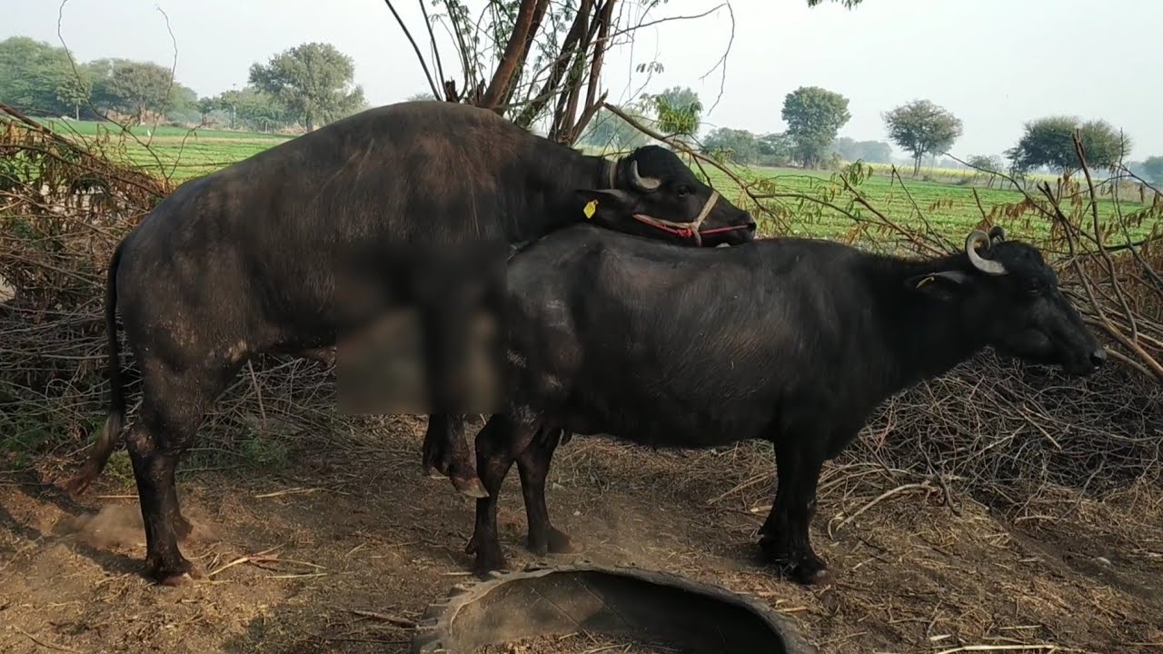 #Murrah Padda First Time #Meeting Bans