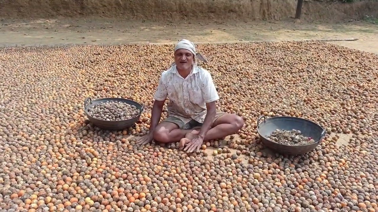 ಮಲೆನಾಡ ಮುಖ್ಯ ಬೆಳೆಯಾದ ಗೋಟ್ ಅಡಿಕೆ (ಹಣ್ಣು )ಒಣಗಿಸುವ ವಿಧಾನದಲ್ಲಿ ಇದು ಒಂದು. #ಮಲೆನಾಡ ಮಾತುಕತೆ 🌿