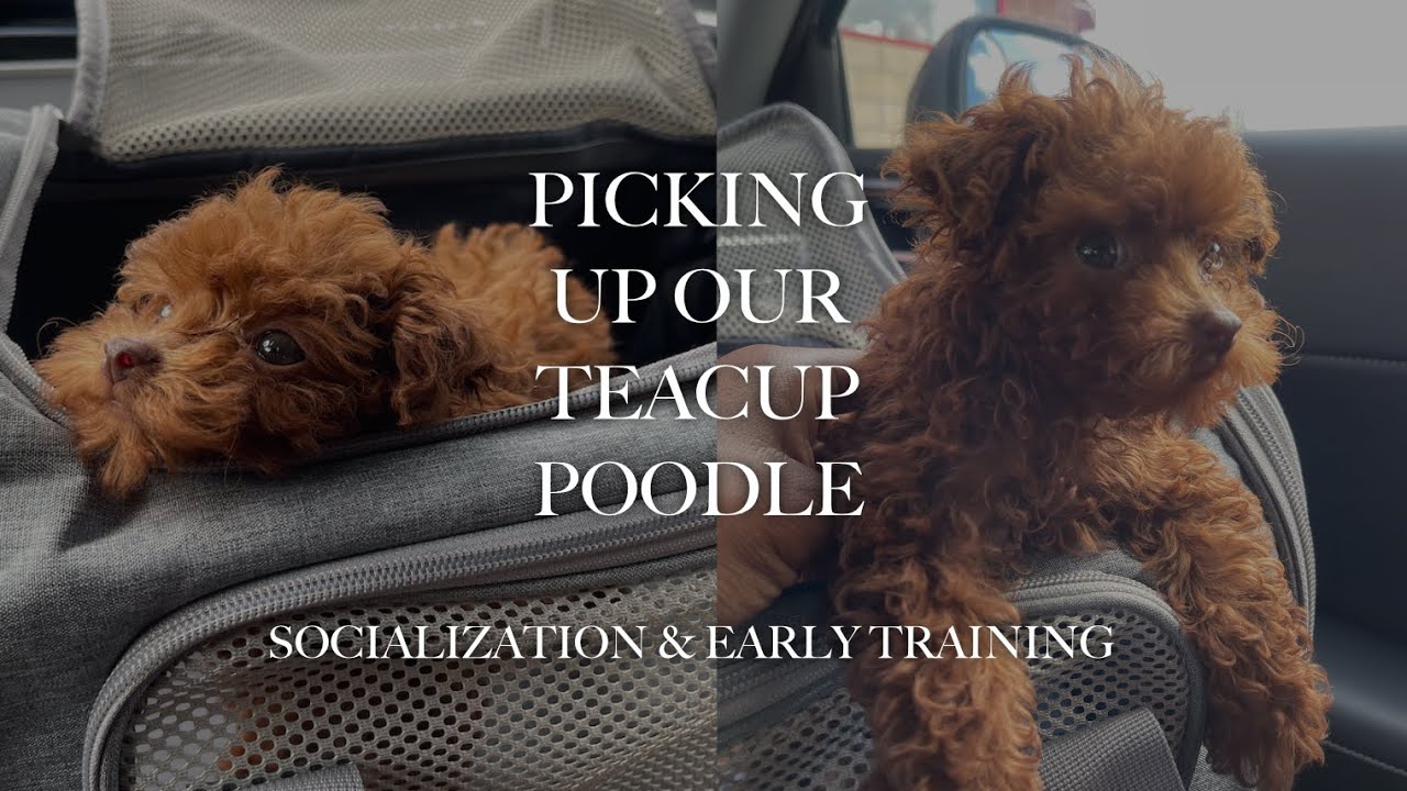 NEW PUPPY VLOG | TEACUP POODLE