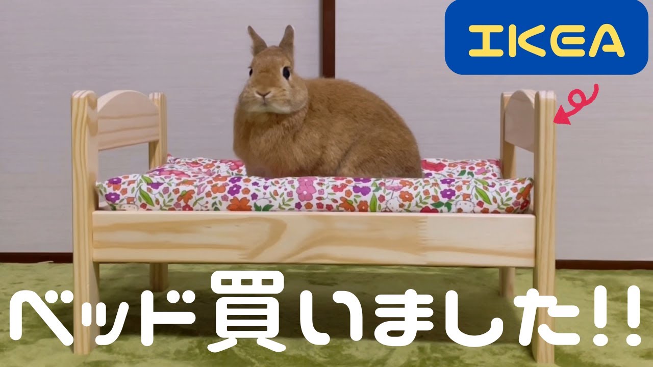 うさぎさんにIKEAのベッドをあげてみた反応がこちらです【NO.157】