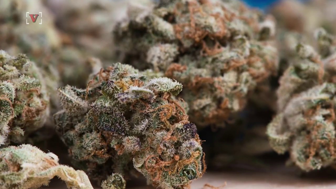 A Business Owner in Maine is Offering Free Weed For Picking Up Trash