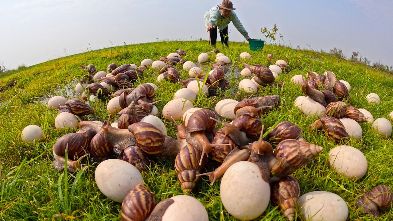 Collecting Hundreds of Giant Snails & Eggs in the Morning Sun