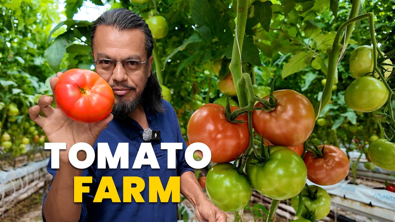Trying Tomato Farm Work