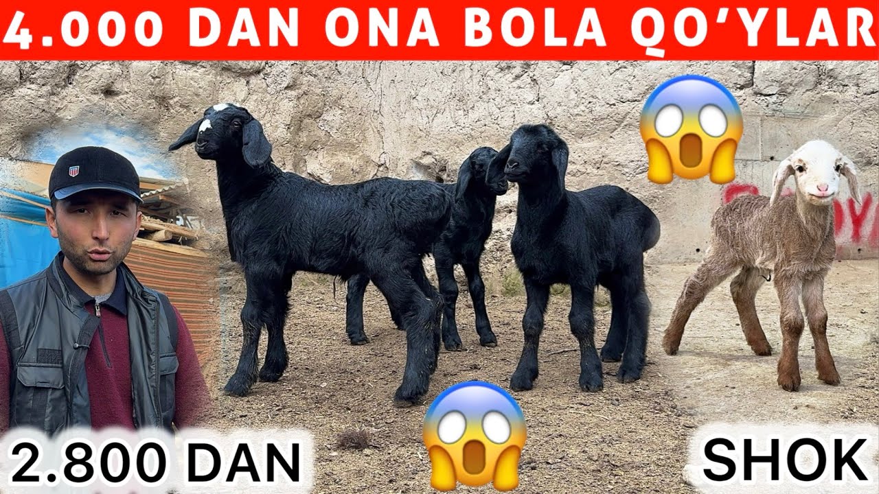 2.800 DAN BO‘GOZ 4.000 DAN ONA BOLA QOYLAR AHROR ARZONCHIDA SHOK 😱