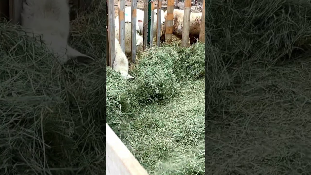 A little Christmas Cheer!