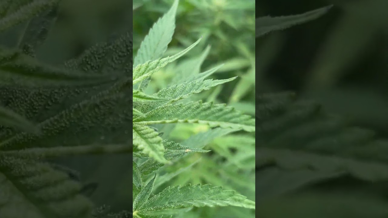 Godfather OG week 5 of flower #novicegardener #cannabiseducation #cannabistalk101 #hemphealing