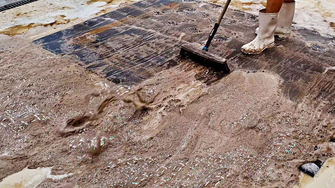 This carpet spend 10 years in a cluttered house - did we save it? | ASMR carpet cleaning