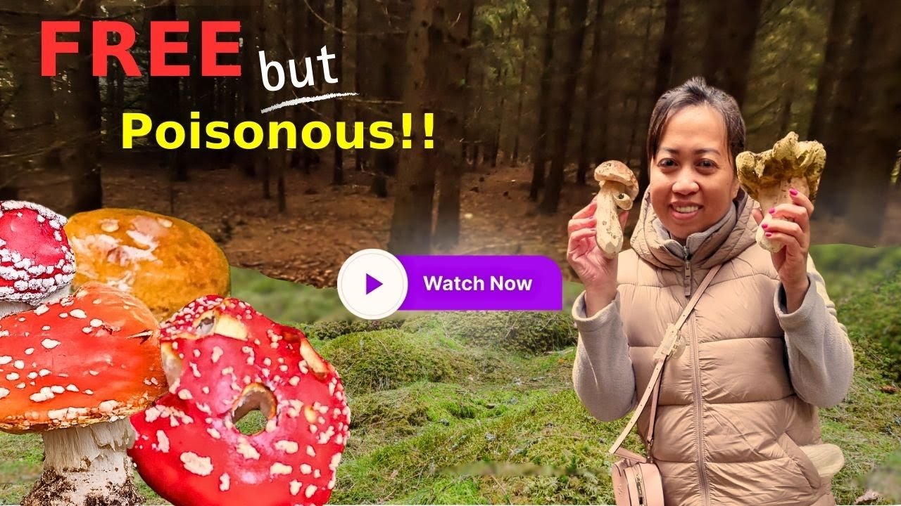 Filipina First Time Hunting Mushroom ⎮ From Forest to Kitchen 🍄
