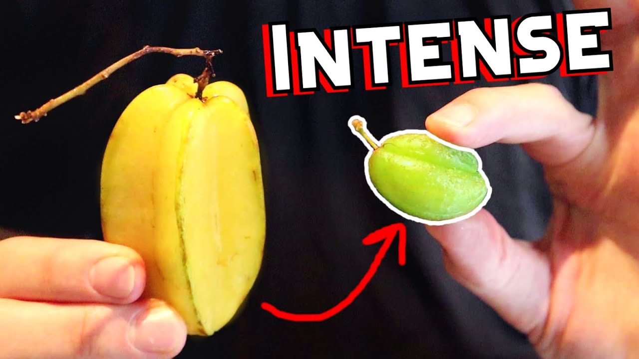 PICKLE TREE - Starfruit's Sour Little Cousin (Bilimbi)