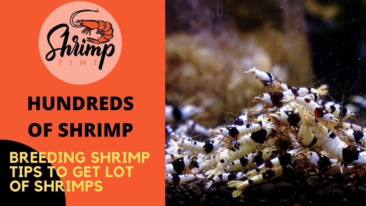 Breeding Cristal Red Shrimp - Hundreds babys in no time (3 Months)