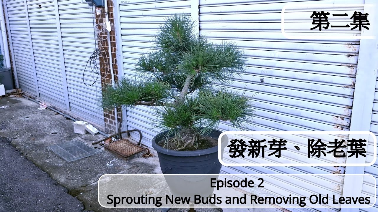 黑松修剪02集  選芽除老葉  Black Pine Pruning Episode 02: Selecting Buds and Removing Old Leaves
