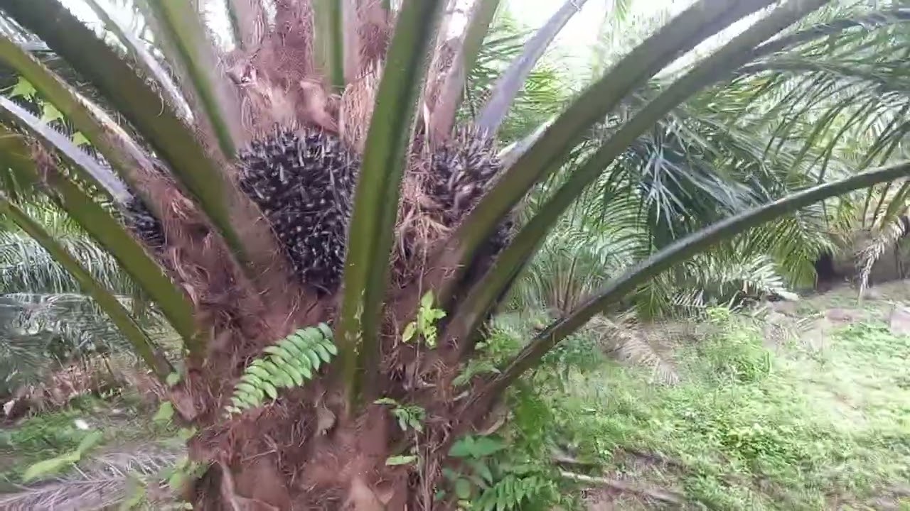 survei kebun sawit