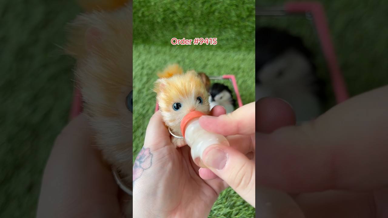 www.loulaslittlenursery.co.uk 💛 #babypig #piglet #babyanimals #cute #kitten #monkey #micropig