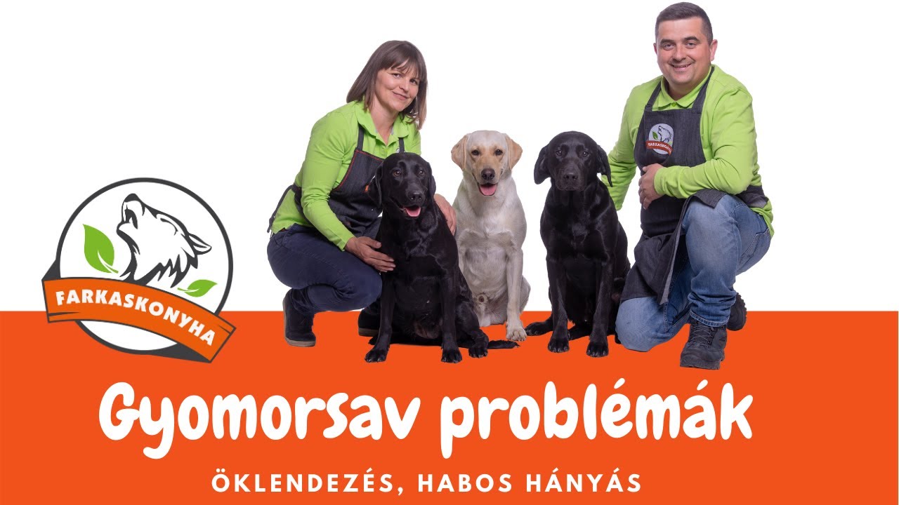 Gyomorsav problémák kutyáknál: öklendezés, habos hányás
