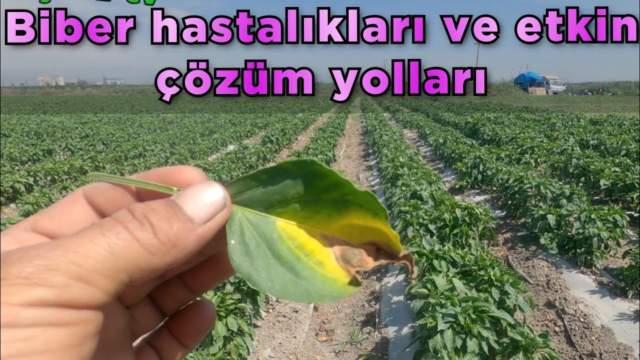BİBER HASTALIKLARI VE ETKİN ÇÖZÜM YOLLARI GÜBRELEME PROGRAMI HAKKINDA BİLGİLER BİBER YETİŞTİRİCİLİĞİ