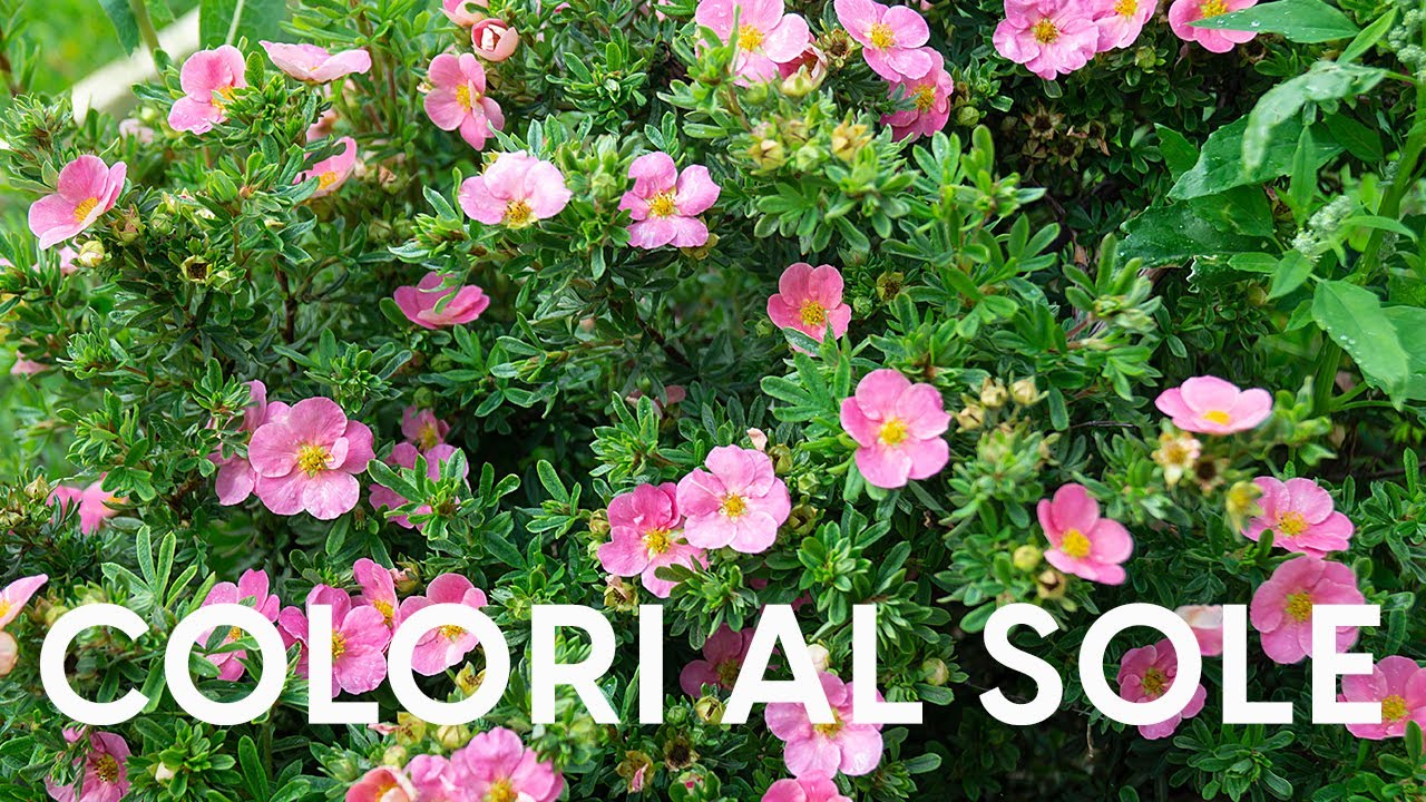 Cerchi un arbusto per posizioni assolate? Scegli Potentilla!