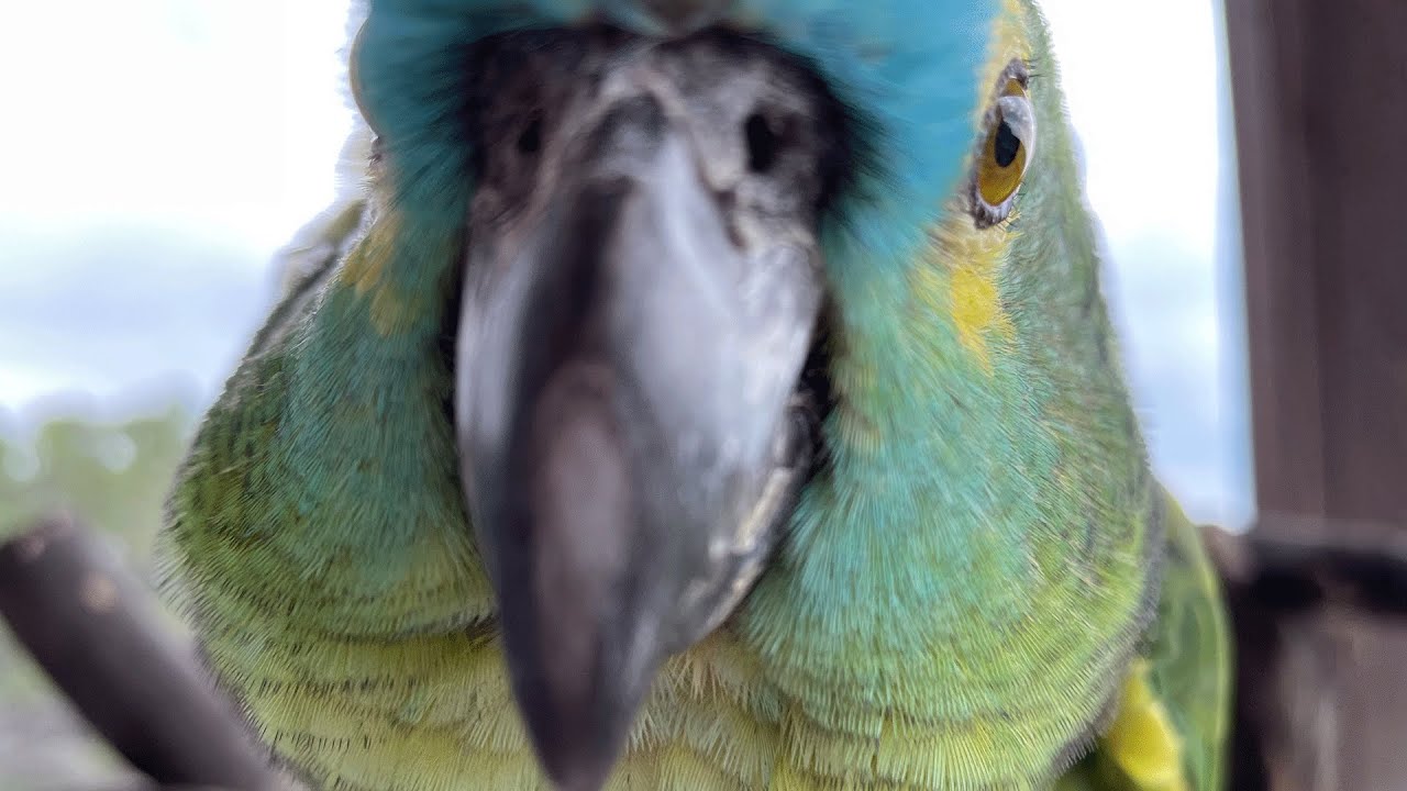 HELLO