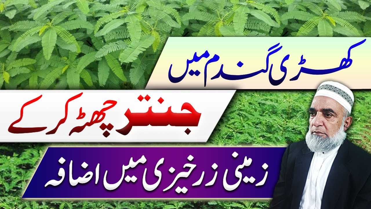 Improvement of soil health by cultivation of Jantar || Crop Reformer