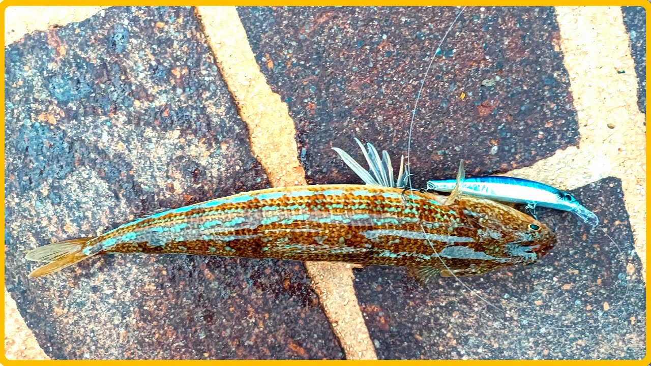 Record de poissons-lézards attrapés : impact sur loups, bars et daurades ?