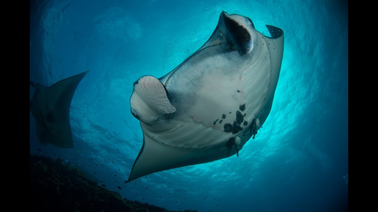 Scuba diving in Ishigaki Japan with Euro-Divers