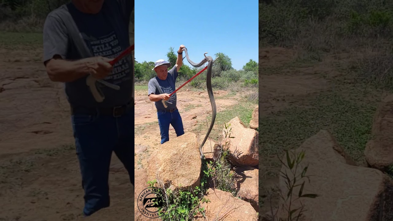 Big Black Mamba  #snake #venomous #africa #wildlife #animals