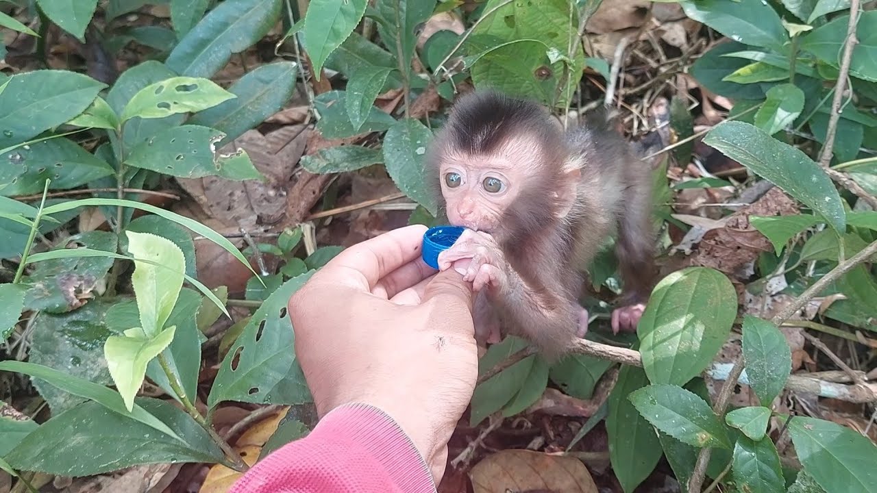 bayi monyet yang haus dan lapar di tinggal ibu kandung nya