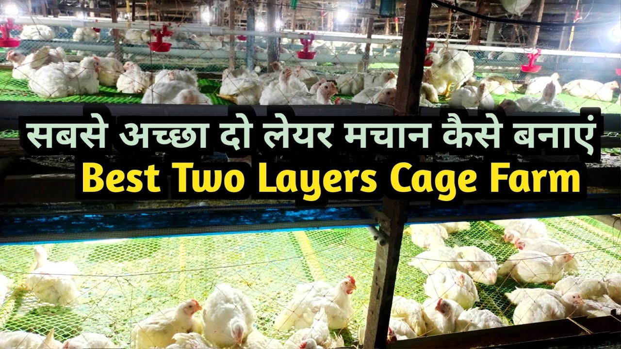 सबसे अच्छा दो लेयर मचान फार्म कैसे बनाएं ? || Two Layers Cage Farm #poultryfarming