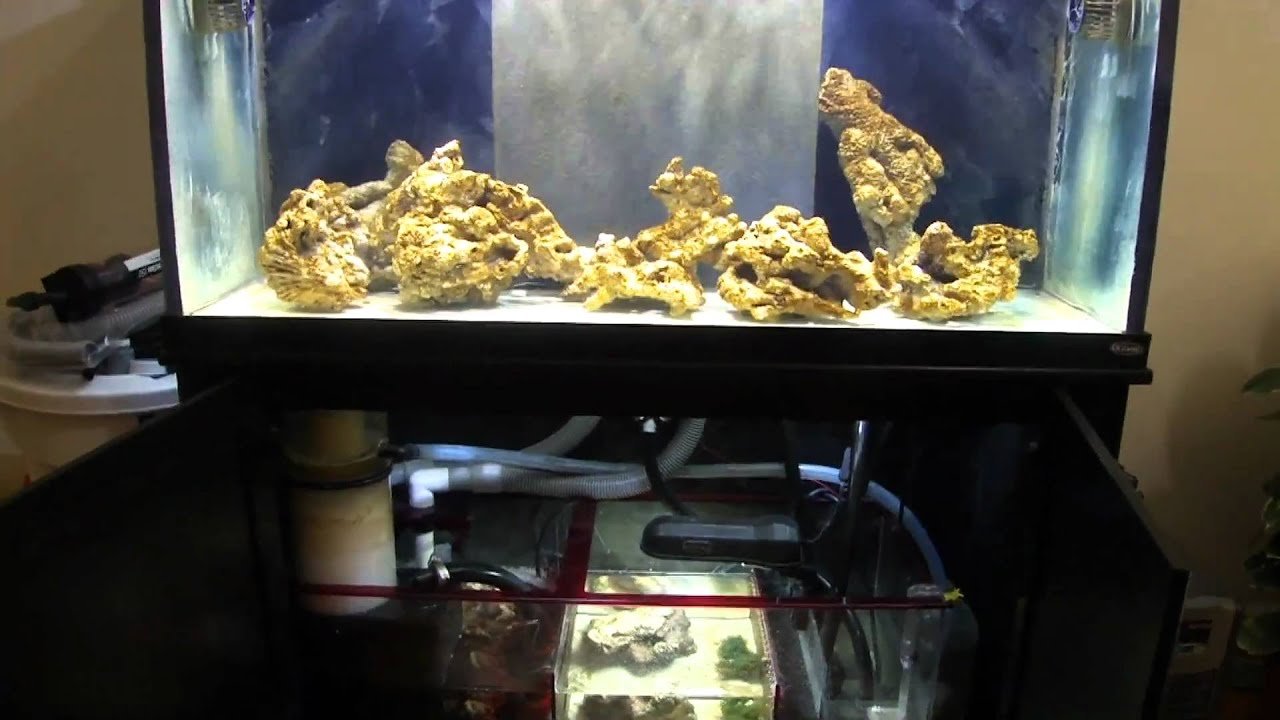 How To Cycle A Reef Aquarium