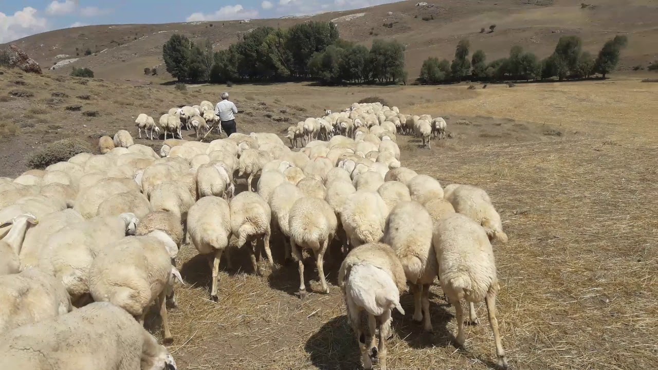 Tokat artova çelikli köyü