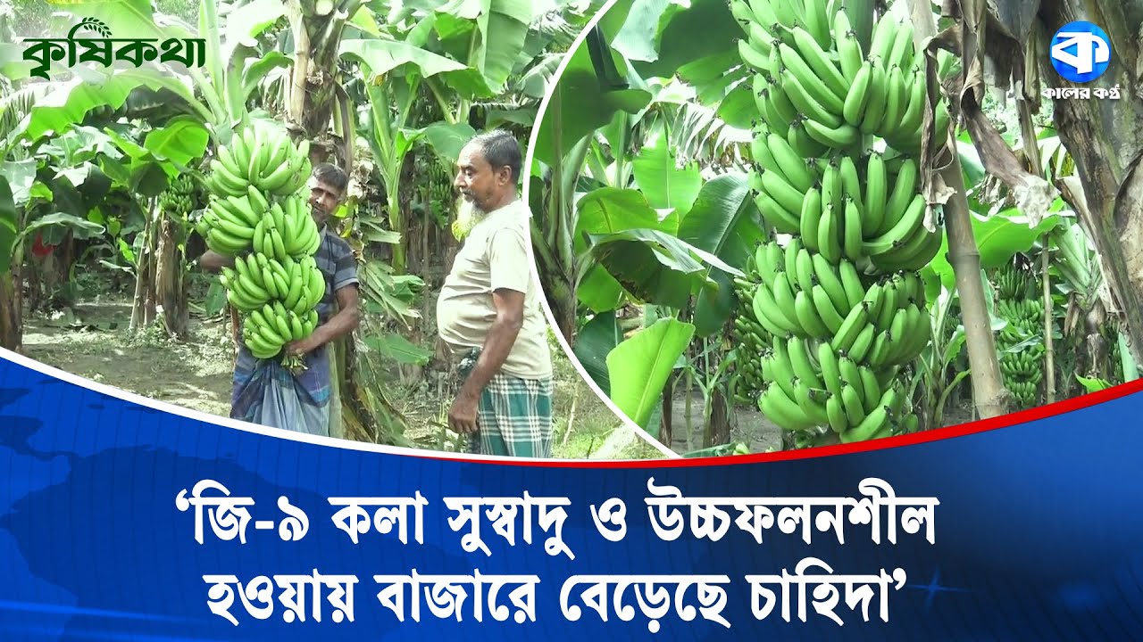 ভৈরবে জি-৯ জাতের কলা চাষ করে সফল মোতালিব মিয়া | কৃষি কথা | Banana Cultivation | Kaler Kantho