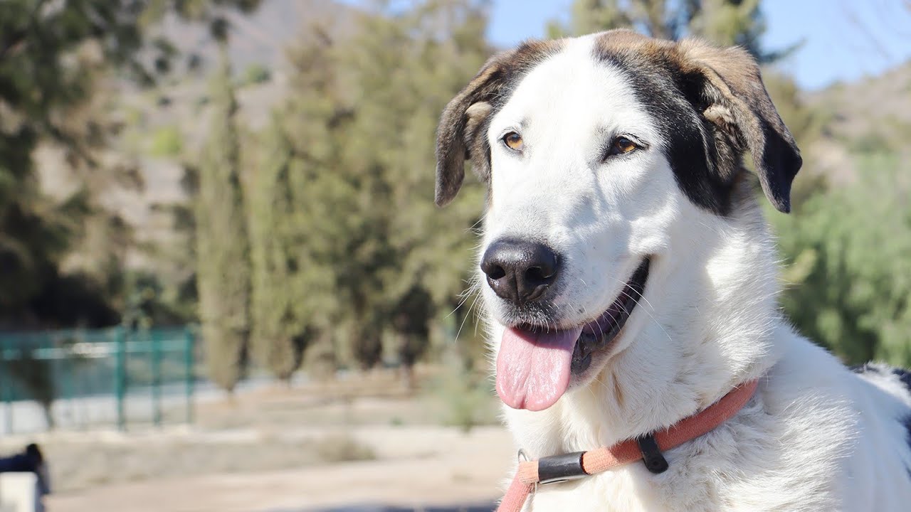 Cleo | Protectora de Animales y Plantas de Málaga