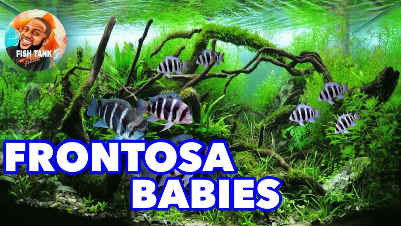 Breeding Frontosa Cichlids