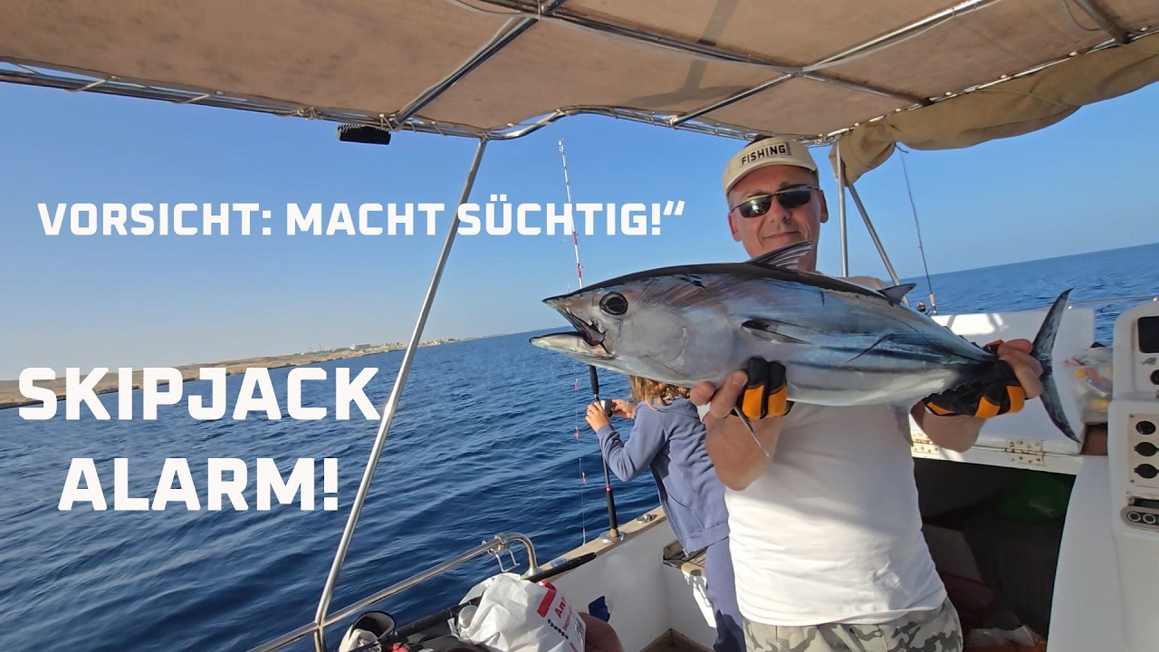 Light Tackle Action Skipjack Tuna Angeln im Roten Meer macht süchtig - Fishingprofi