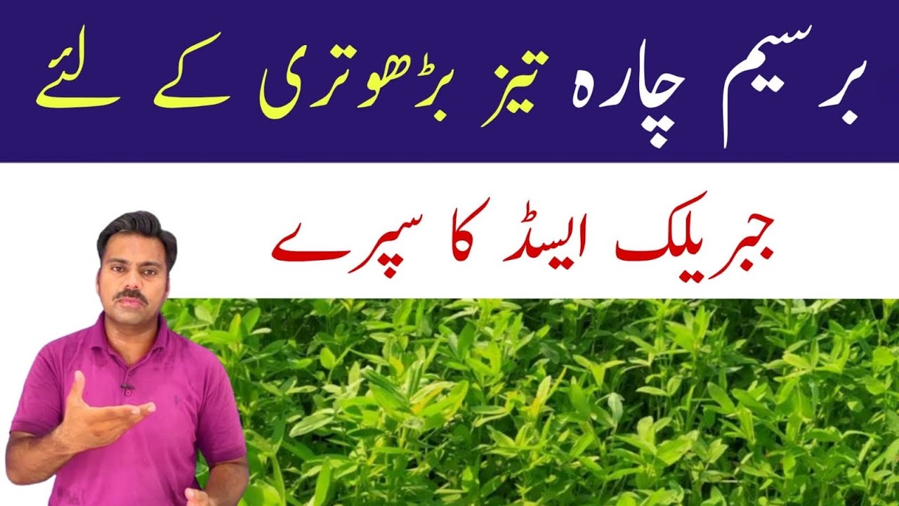 How to boost the growth of berseem fodder | Gibberellic acid tablets | Abid Ali Agrarian
