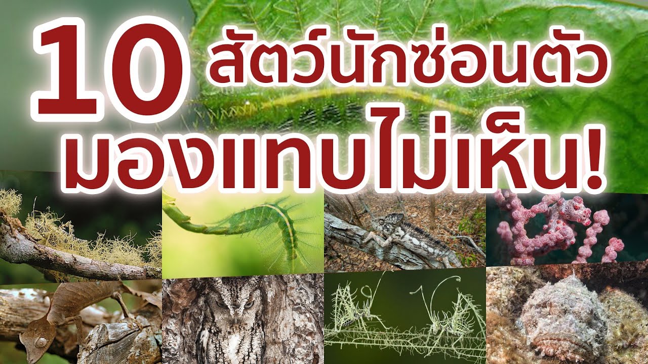 10 สัตว์สายพันธุ์ที่มีการพรางตัวได้อย่างน่าทึ่ง