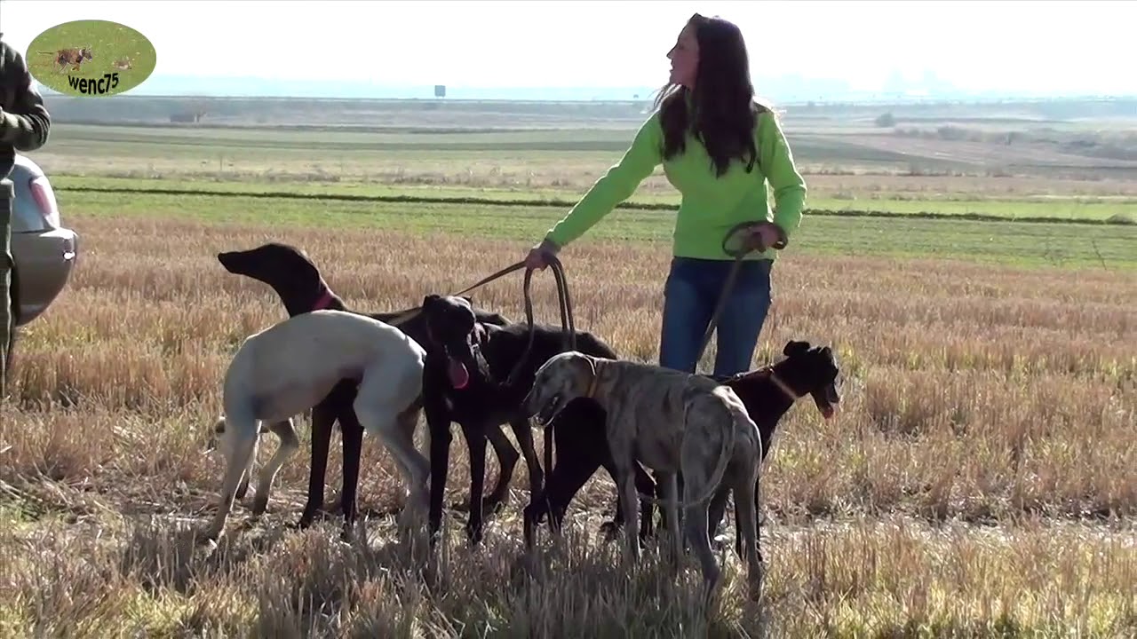 ESPECTACULARES CARRERAS DE GALGOS EN VILLASECA 2013