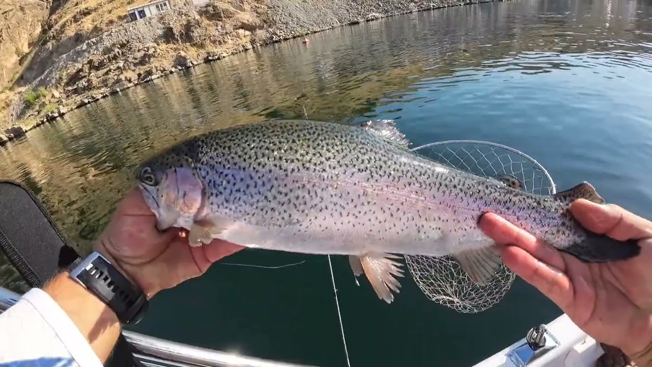 Vona Marin 4.60 Tekne İle Hafta Sonu Gerçekleştirdiğimiz Balık Avımız... #troutfish #tohatsu
