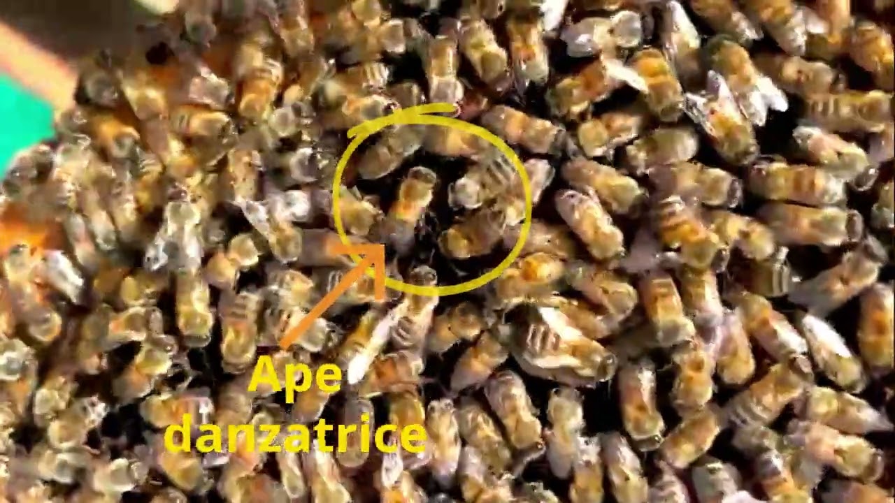Danza delle Api dal Vivo - Waggle Dance | Apiario Biologico Parco di Veio