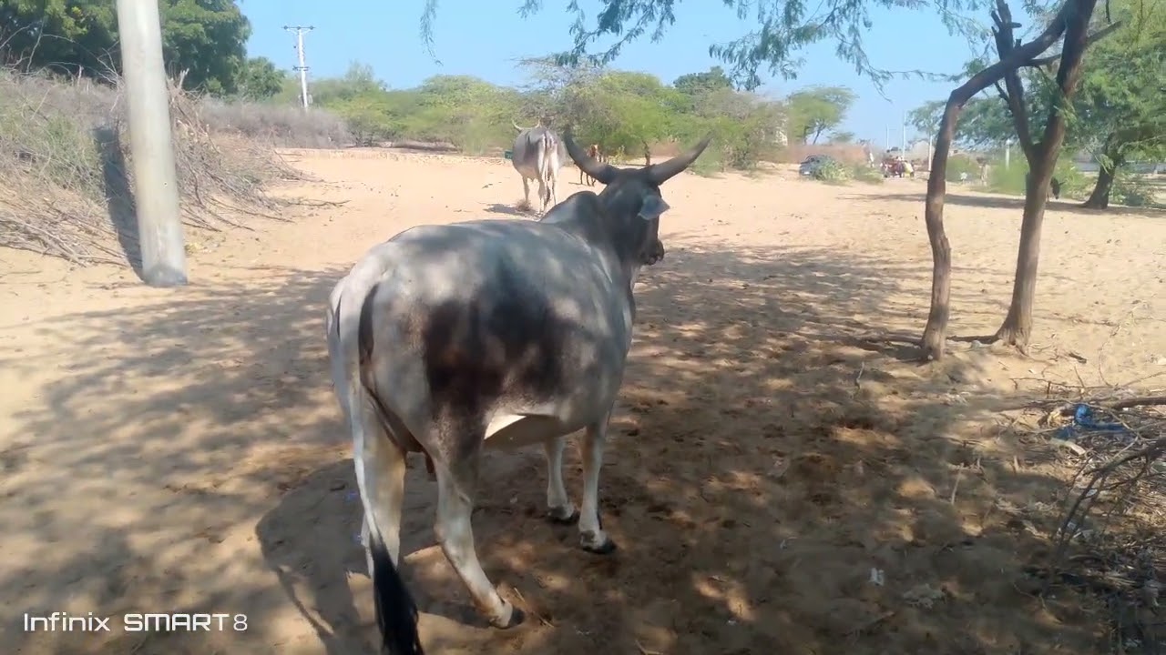 Cow is water fighting and eating style village life viral video 🤣😜🤪😆