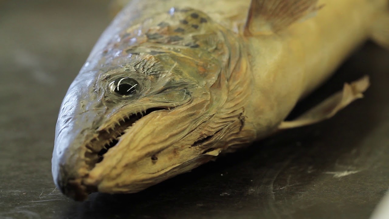 The Forgotten Salmon - Trailer