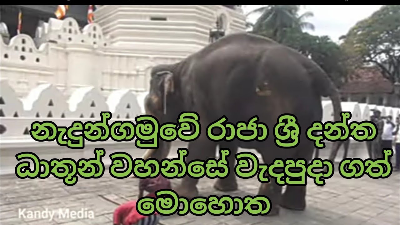 Nadungamuwe Raja Tusker Worshiping Sacred Tooth Relic