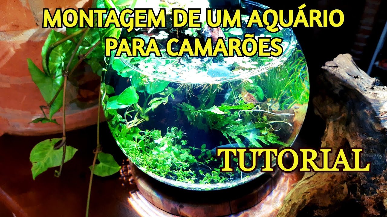 Montando um Aquário Bola  para Camarões