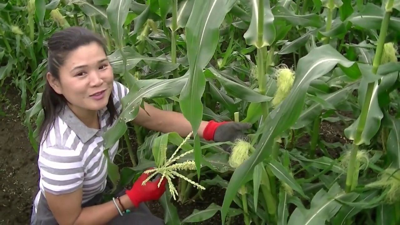 花園ファーム　トウモロコシの受粉　hanazonofarm001