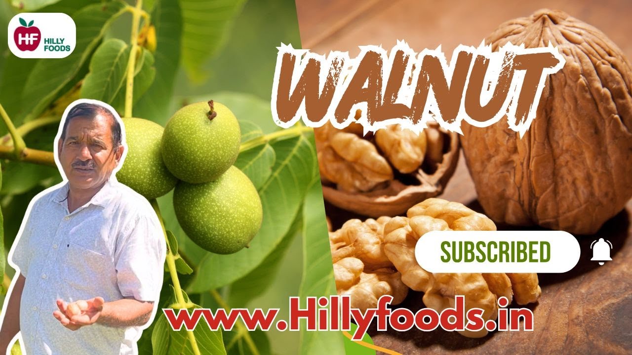 Walnut Farming in Uttarakhand Hills |अखरोट की बाग़वानी | Nursery to Harvest | Hilly Foods