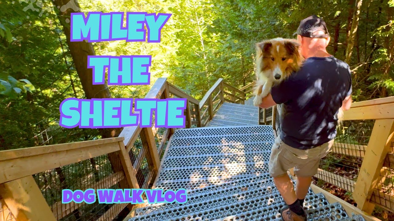 Sheltie's Scary Adventure at Belfountain Park - Stunning 4K