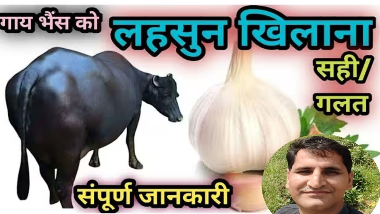 गाय भैंस को लहसुन खिलाना सही ✅ या गलत ❌