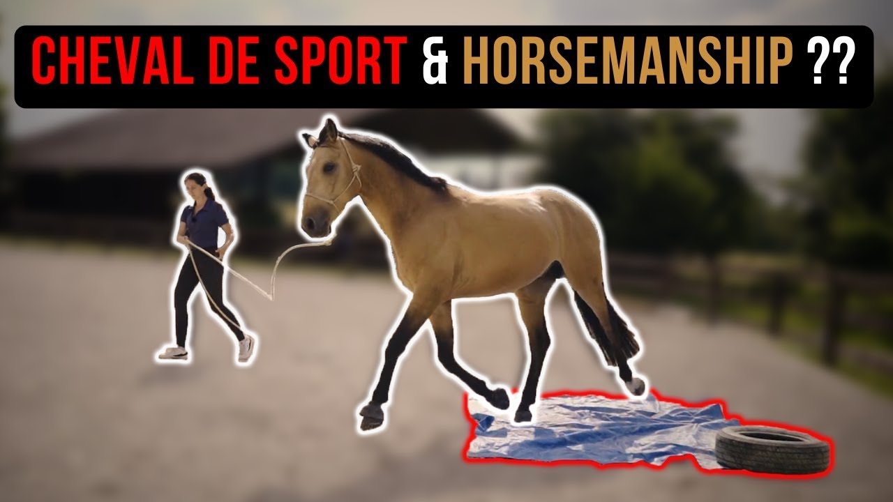Démarrer l'équitation éthologique avec un cheval de sport