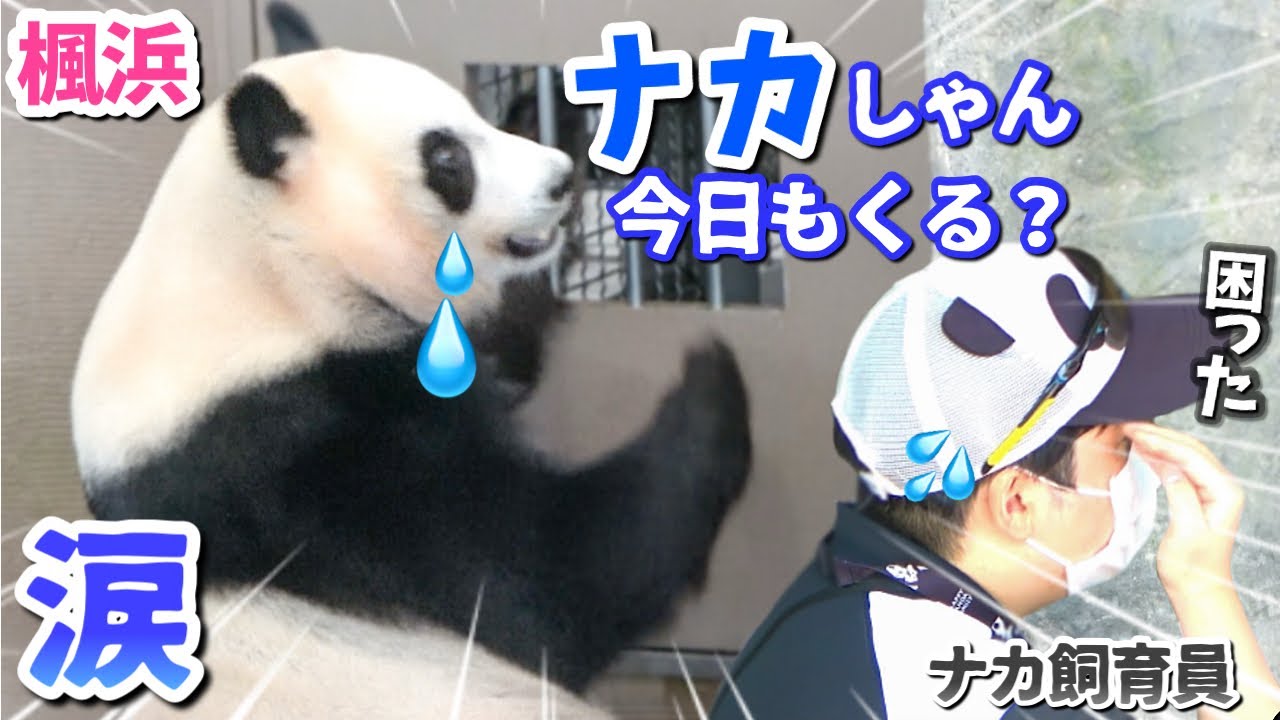 【パンダアイドル楓浜】大好きな飼育員さんを探し続ける🐼切ない💧