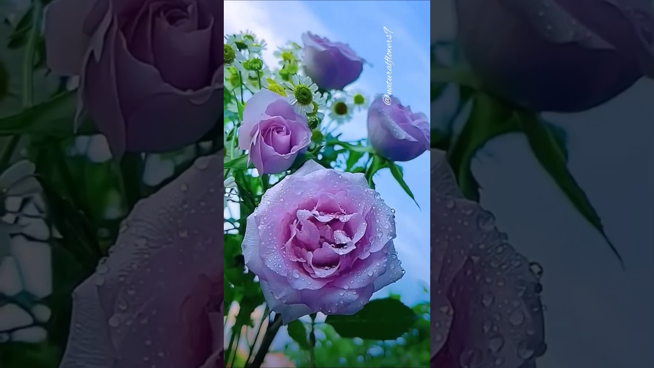 Pure Natural Rose Beauty  Calm & Relaxing Flower Video#beautifulnaturalflowers
