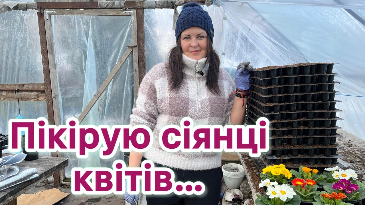 Пікірування сіянців квітів. Петунія, алісум, агератум